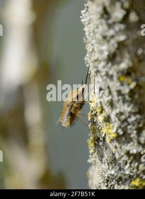 Bee Fly (Greater / Dark-reased / Large Bee Fly: Bombylius Major) femmina. Kent, Regno Unito, all'inizio di aprile Foto Stock