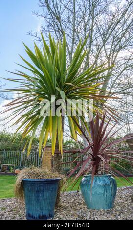 palme da giardino con fronde verdi e gialle Foto Stock