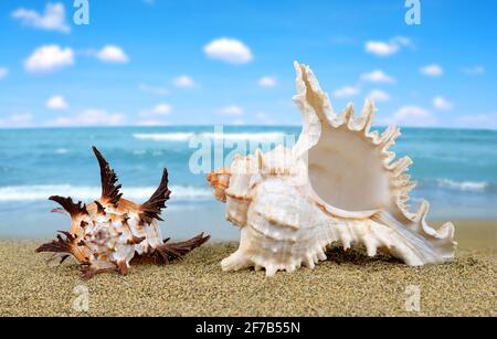 Conchiglia di mare tropicale sulla spiaggia di sabbia. Foto Stock