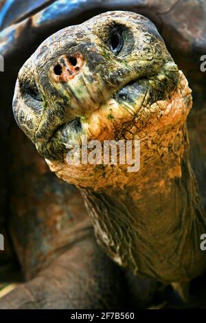 Galapagos tartaruga gigante, Chelonoidis nigra, Galapagos Parco Nazionale, Isole Galapagos, Patrimonio dell'Umanità dell'UNESCO, Ecuador, America Foto Stock
