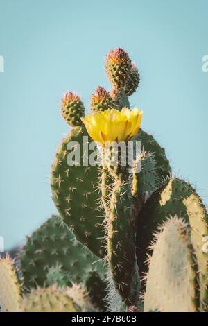 Cactus fiore come sfondo retrò vintage. Cactus di pera prickly in tonalità pastello Foto Stock