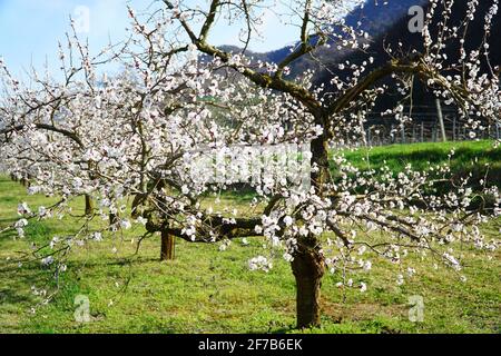 Stagione primaverile: Fiori di albicocca (patrimonio culturale mondiale) a Wachau (Austria) Foto Stock