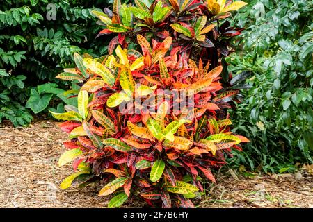 Codiaeum variegatum o Garden Croton pianta con fogliame ornamentale. Foto Stock