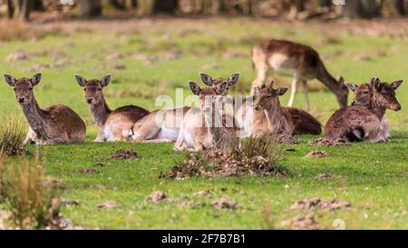 Capriolo (dama dama) femmine (doe), che riposano in erba, Germania Foto Stock