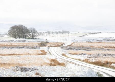 Vicino a Tynygraig, Ceredigon, Galles, Regno Unito. 06th April 2021 UK Weather: Freddo mattina come aree di Ceredigon a metà Galles ottiene una copertura bianca di neve. Foto scattata vicino a Tynygraig. © Ian Jones/Alamy Live News Foto Stock