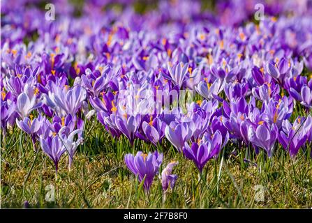 Croci di primavera viola (Crocus vernus), che crescono in un prato con altri al famoso Drebach Krokuswiesen. Foto Stock
