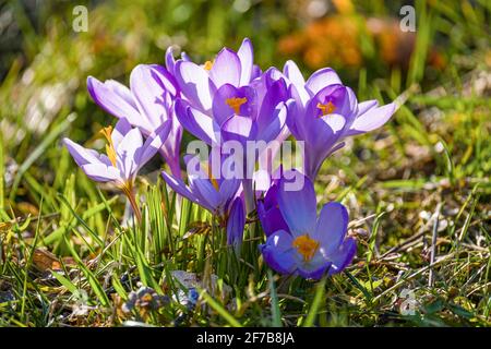 Croci di primavera viola (Crocus vernus), che crescono in un prato con altri al famoso Drebach Krokuswiesen. Foto Stock