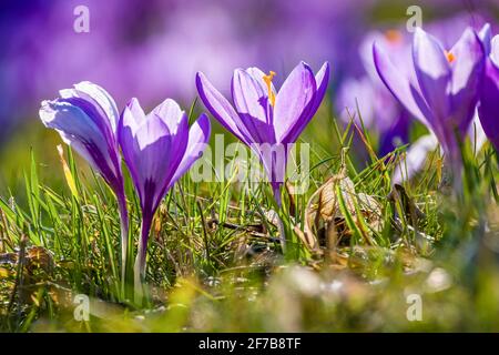 Primo piano di croci di primavera viola (Crocus vernus), che crescono in un prato con altri al famoso Drebach Krokuswiesen. Foto Stock