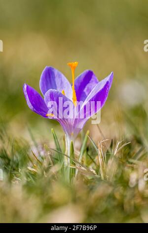 Primo piano di un crocus di primavera viola (Crocus vernus), che cresce in un prato con altri al famoso Drebach Krokuswiesen. Foto Stock