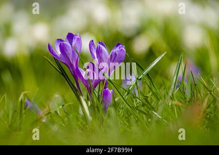 Primo piano di croci di primavera viola (Crocus vernus), che cresce con fiocchi di neve (Leucojum vernum) nella valle Polenztal. Foto Stock