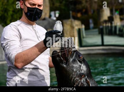 Praga, Repubblica Ceca. 05 aprile 2021. Alimentazione pasquale di una foca da pelliccia bruna (Arctocephalus pusillus) nello zoo di Praga, Repubblica Ceca, lunedì 5 aprile 2021. Credit: Roman Vondrous/CTK Photo/Alamy Live News Foto Stock