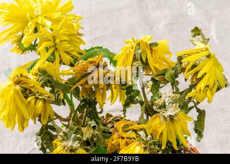 Una pianta domestica morente con fiori gialli appassiti. Il crisantemo giallo interno muore, lo sfondo grigio non uniforme e la messa a fuoco selettiva Foto Stock