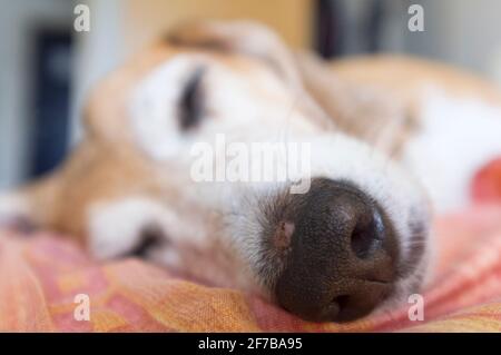 Primo piano del naso di Beagle vecchio, dormire a letto, fuoco selettivo Foto Stock