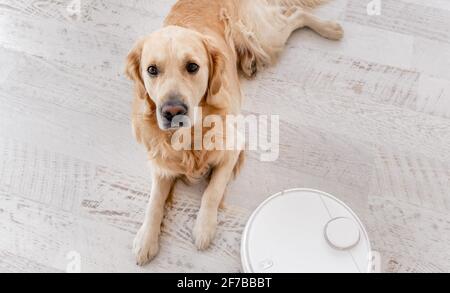 Foto Stock robot aspirapolvere pulisce mentre cane labrador è sul