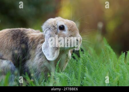 ritratto di coniglio di ariete nano allevato lop in prato Foto Stock