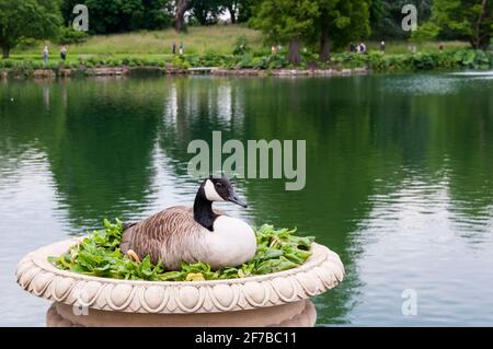 Un'oca canadese, Branta canadensis, che ha fatto il suo nido in una piantatrice sullo stagno a Kew Gardens. Foto Stock