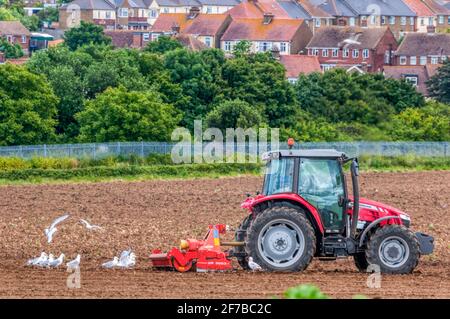 Gabbiani che seguono un trattore Massey Ferguson che traina un erpice Kuhn HR 3003 su terreni agricoli urbani ai margini di Margate in Kent. Foto Stock