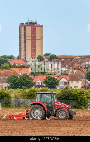 Gabbiani che seguono un trattore Massey Ferguson che traina un erpice Kuhn HR 3003 su terreni agricoli urbani ai margini di Margate in Kent. Foto Stock