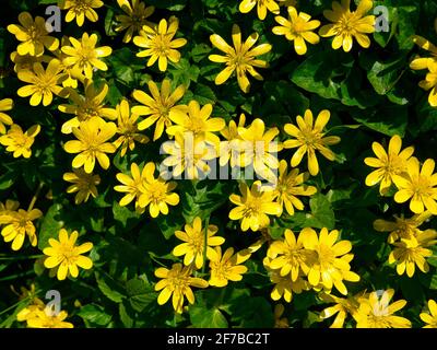 I vividi fiori gialli di Lesser Celandine che crescono selvaggi in una siedgerow nel nord-ovest del Regno Unito. Preso in una giornata di sole in aprile. Foto Stock