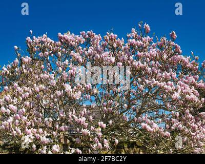 Magnolia fiori su un albero in primavera - preso in un giorno di sole in aprile. Foto Stock