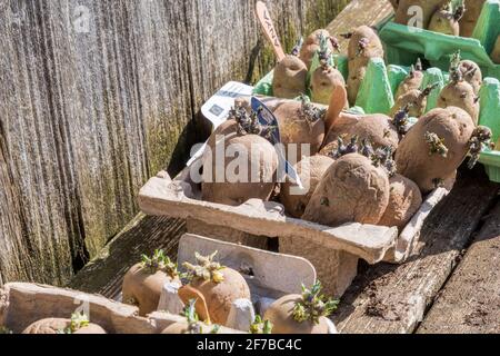Patate sittate in scatole d'uovo su una panca di vasellatura, in attesa di essere piantato. Sono patate Anya e Vivaldi. Foto Stock