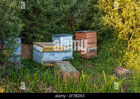 Alveari ai margini della foresta in serata al tramonto. Foto Stock