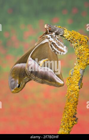 Eri Silkmoth, Samia Ricini Foto Stock