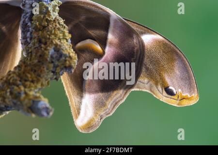 ERI Silkmoth, Samia Ricini, dettaglio ali Foto Stock