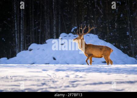 Cervi rossi nella foresta invernale a piedi. Fauna selvatica, protezione della natura. Cervus elaphus in fredda giornata invernale Foto Stock