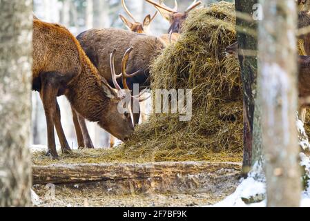 una mandria di renne che mangia fieno nel parco nazionale, in inverno freddo Foto Stock