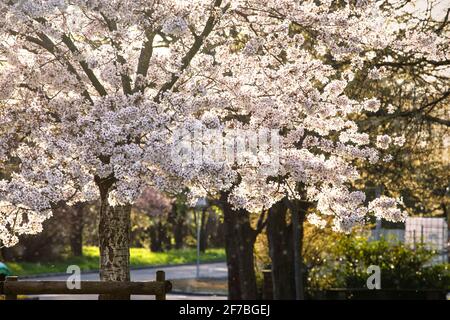 Fiorire l'albero di mela contro la luce al tramonto. Bellissimi fiori bianchi illuminati dal sole della sera. Fiore di picco primaverile. Bel tempo. Foto Stock