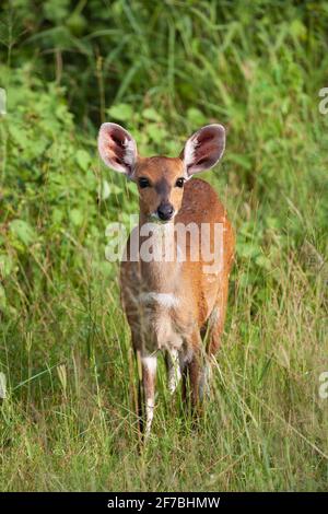 Bushbuck (Tragelaphus sylvaticus) femmina, Kruger National Park, Sudafrica Foto Stock