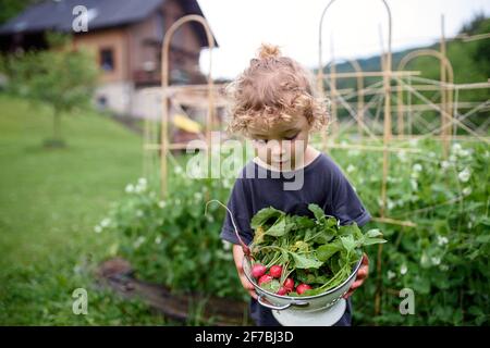 Ritratto di bambina che porta ravanelli in orto, stile di vita sostenibile. Foto Stock