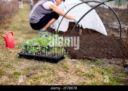 Le mani della donna in guanti che piantano un pomodoro che semina in terra, lavorando in fattoria Foto Stock