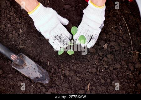 Le mani della donna in guanti che piantano una semina di cavolo in terra, lavorando in fattoria Foto Stock