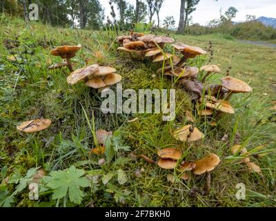 Corpi fruttanti su un vecchio muschio coperto albero snag, Norvegia, Troms, Tromsoe Foto Stock