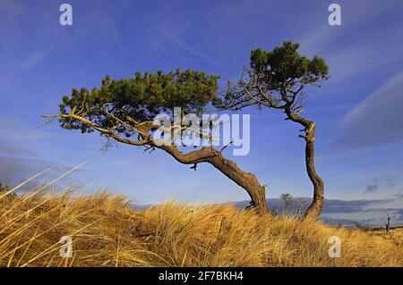 Pino scozzese, pino scozzese (Pinus sylvestris), pino spazzato dal vento nei pressi di Golspie, Regno Unito, Scozia, Sutherland, Golspie Foto Stock