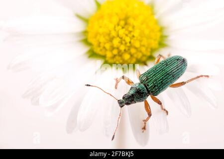 Un'amazzina dal naso ampio (Polydrusus formosus, Polydrusus sericeus), siede su una margherita, l'Austria Foto Stock