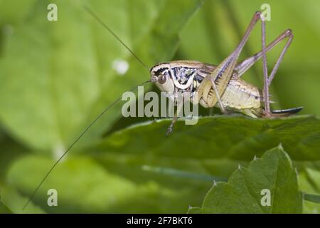 Il boscicket di Roesel (Metrioptera roeselii, Roeseliana roeselii), siede su una foglia, Austria Foto Stock