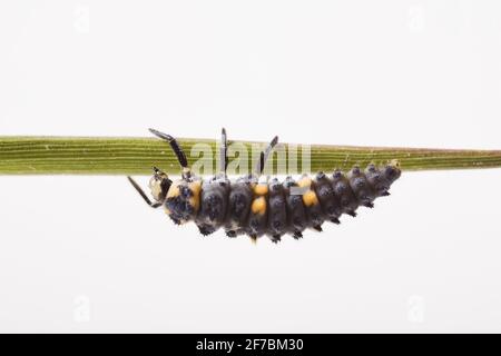 Sette-spot ladybird, sevenspot ladybird, 7-spot ladybird (Coccinella septempunctata), larva sale su una lama d'erba, Austria Foto Stock