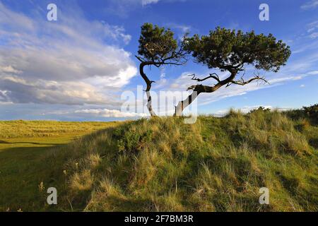 Pino scozzese, pino scozzese (Pinus sylvestris), pino spazzato dal vento nei pressi di Golspie, Regno Unito, Scozia, Sutherland, Golspie Foto Stock