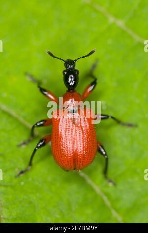 Il foreice di nocciolo (Apoderus coryli), siede su una foglia, Austria Foto Stock