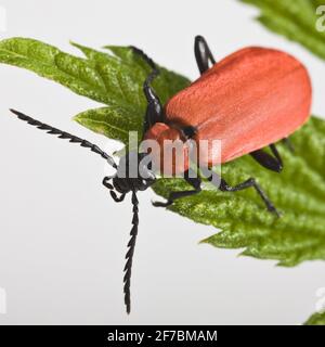 Scarlatto scarlatto, scarlatto cardinale (Pyrochroa coccinea), siede su una foglia, Austria Foto Stock