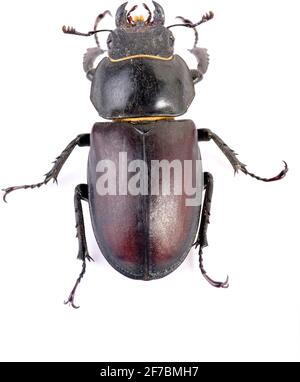 Stag beetle, European stag beetle (Lucanus cervicus), femmina, cut-out, Austria Foto Stock