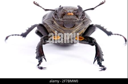 Stag beetle, European stag beetle (Lucanus cervicus), femmina, cut-out, Austria Foto Stock