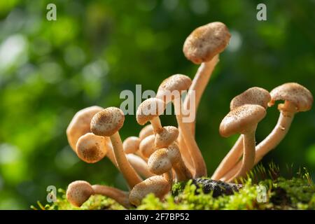 Funghi commestibili in una foresta su sfondo verde. Funghi agarici al miele Foto Stock