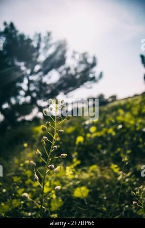 vista dal basso con prospettiva di diversi fiori di diverse forme e colori in un campo della catalogna, spagna. Foto Stock