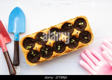 Piccoli pipistrelli che crescono in scatola di uovo di pollo di cartone giallo in terreno nero. Rompere il contenitore di carta biodegradabile e piantare in terreno all'aperto. Nessun riutilizzo dei rifiuti Foto Stock