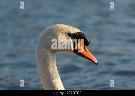 Testa di un cigno muto con gocce d'acqua sul suo piume Foto Stock