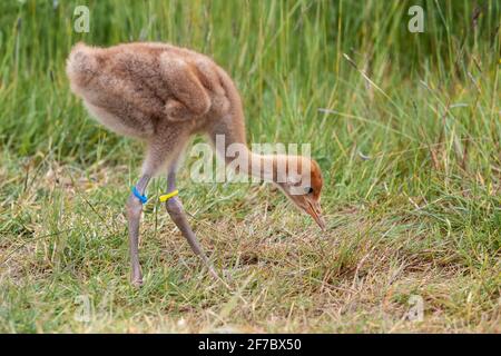 Eurasian (comune) grub chick (Grus grus)', progetto di riallevamento e reintroduzione di Great Crane Captive, Slimbridge WWT, Gloucestershire, Regno Unito Foto Stock